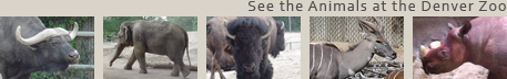 Denver Zoo